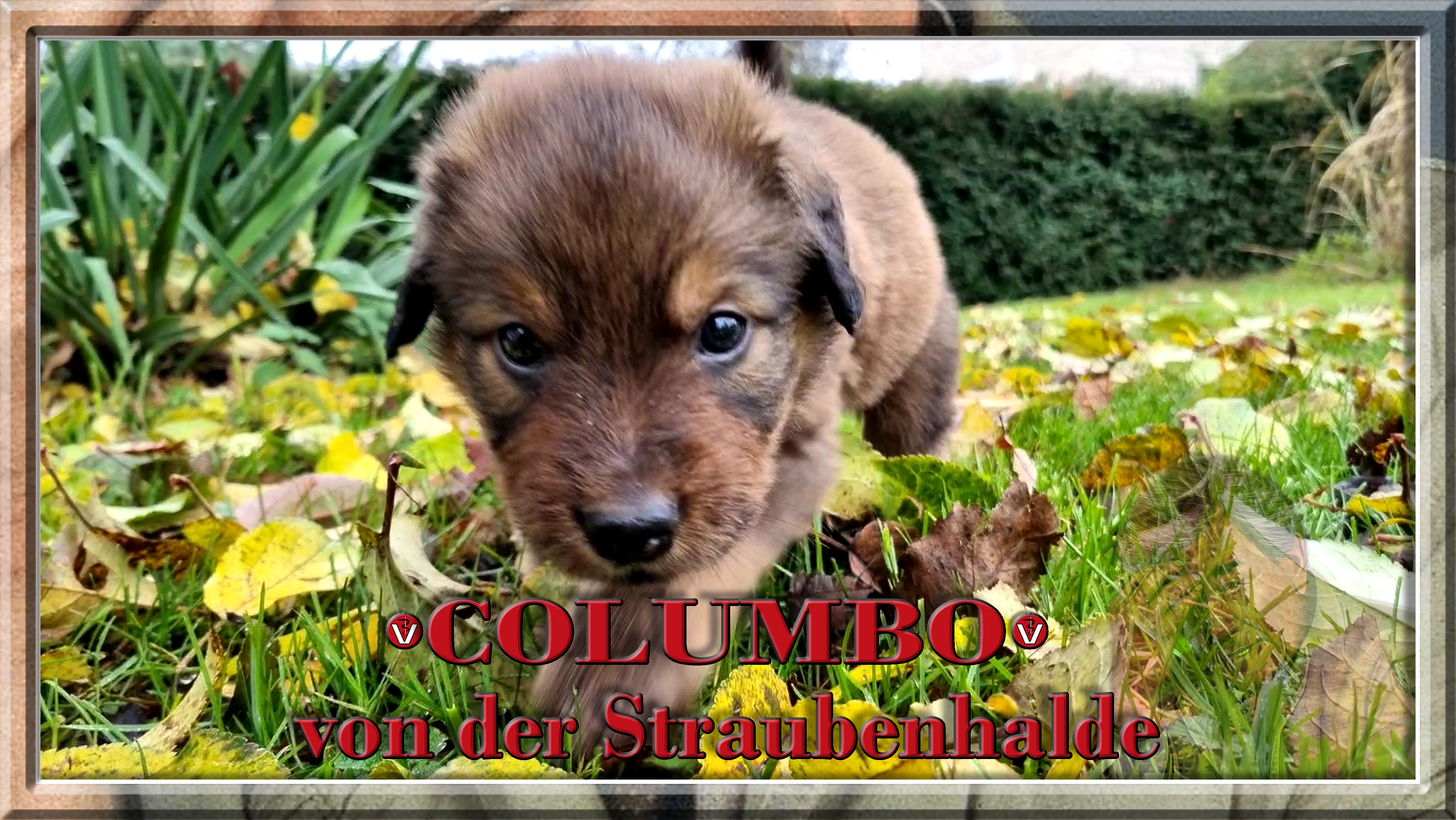 Wäller von der Straubenhalde